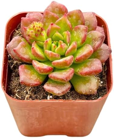 2" Sedeveria Letizia Unique Succulents Plants Live, Live Starter Succulent Plants, Easy Care House