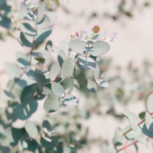 Park Seed Grow Your Own Eucalyptus Seeds Plant, Perfect for Indoor Growing and Spring Garden