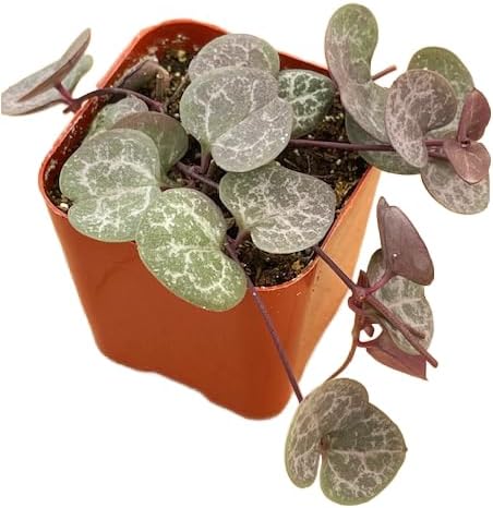 Succulents Plants Live 2" String of Hearts, Live Mini Succulent Plants, Easy Care House Plants