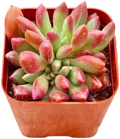 2" Sedeveria Pink Ruby Unique Succulents Plants Live, Live Starter Succulent Plants, Easy Care