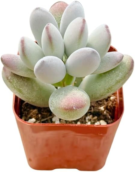 2" Cotyledon Orbiculata Silver Peak Unique Succulents Plants Live, Live Starter Succulent Plants
