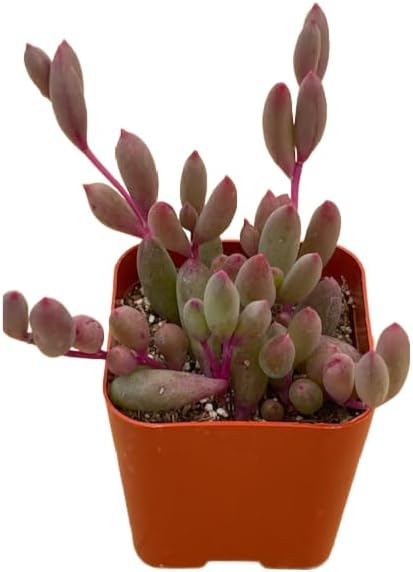 Succulents Plants Live 2" Othonna Capensis Ruby Necklace, Live Mini Succulent Plants, Easy Care
