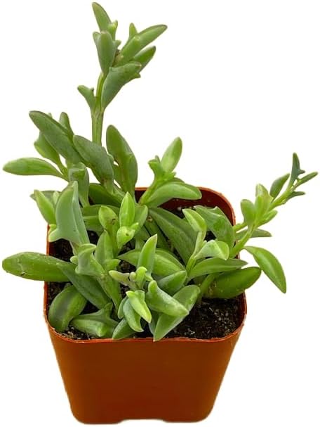 Succulents Plants Live 2" String of Dolphins, Live Mini Succulent Plants, Easy Care House Plants
