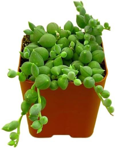 Succulents Plants Live 2" String of Tears, Live Mini Succulent Plants, Easy Care House Plants