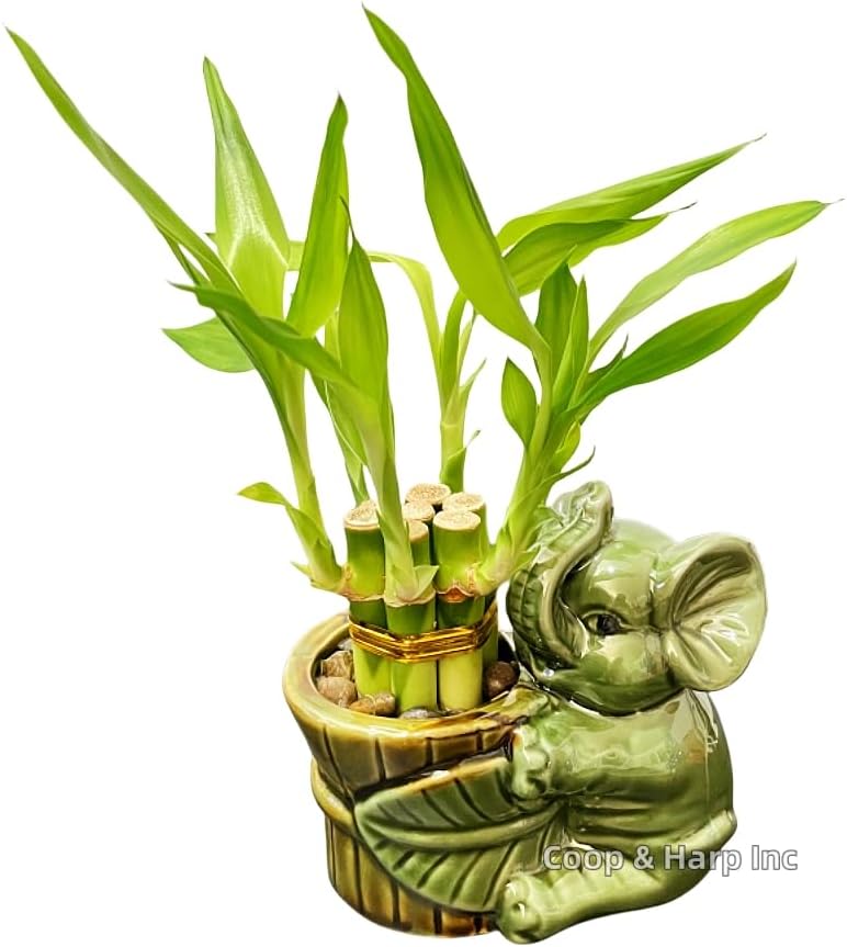 6-Stalk of 4" Small Lucky Bamboo Live Indoor Plant with Ceramic Vase, Live Indoor Lucky Bamboo for