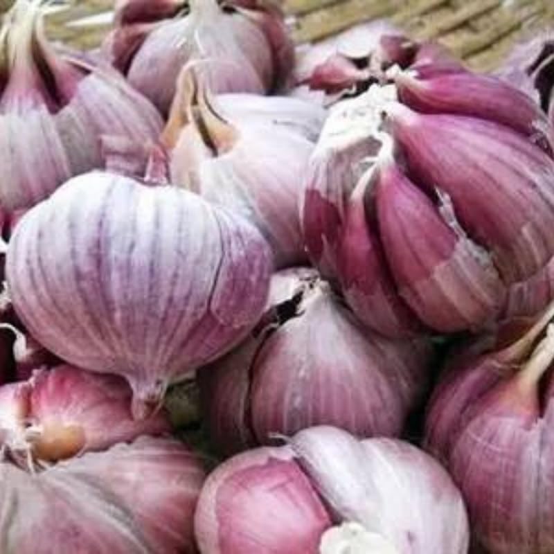 8 Garlic for Planting in Fall Hardneck, Purple Stripe Garlic Bulbs for Planting, Fresh and High