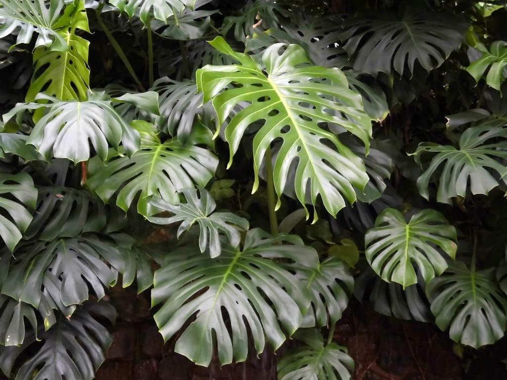 GARDENERA Premium Carambola Potting Soil Mix - Perfect Balance of Nutrients, Drainage, and Aeration