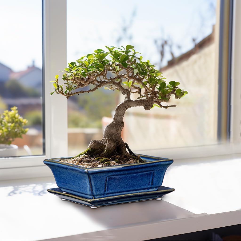Bonsai Pots Small Shallow Succulent Planters for Live Bonsai Trees Set of 2, 7.5" Ceramic Pot for