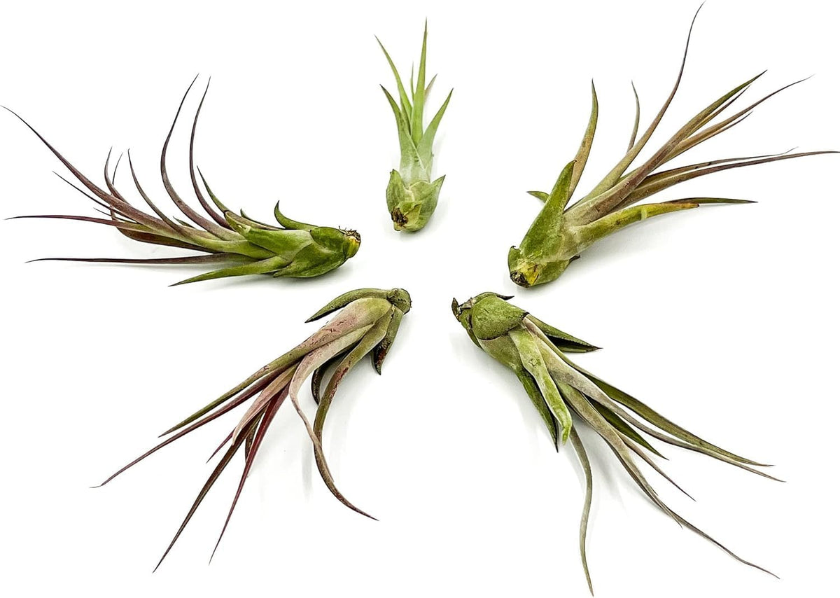 ragnaroc Live Air Plant – Tillandsia Capiput, Jumbo 6-9” - 2 ct - Live Arrival Guaranteed - House
