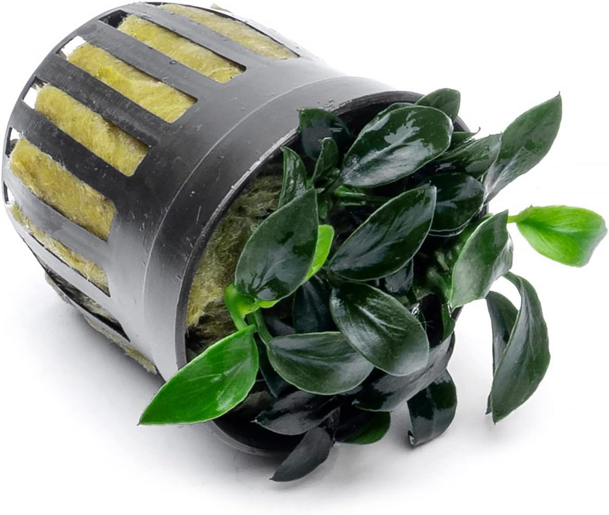 SubstrateSource Anubias Live Aquarium Plants - Potted Freshwater Plant for Fish Tanks, Terrariums