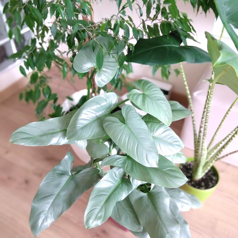 2 Silver Philodendron Live Plant 5-9" Tall, Rare Tropical Indoor Houseplant Home Garden