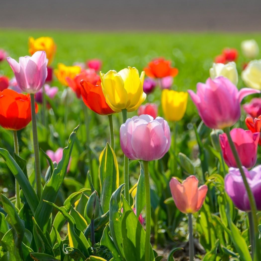 Peony-Style Double Bloom Tulips-10 Bulbs–Red, Pink, White, Yellow & Orange Premium Flowers | Late