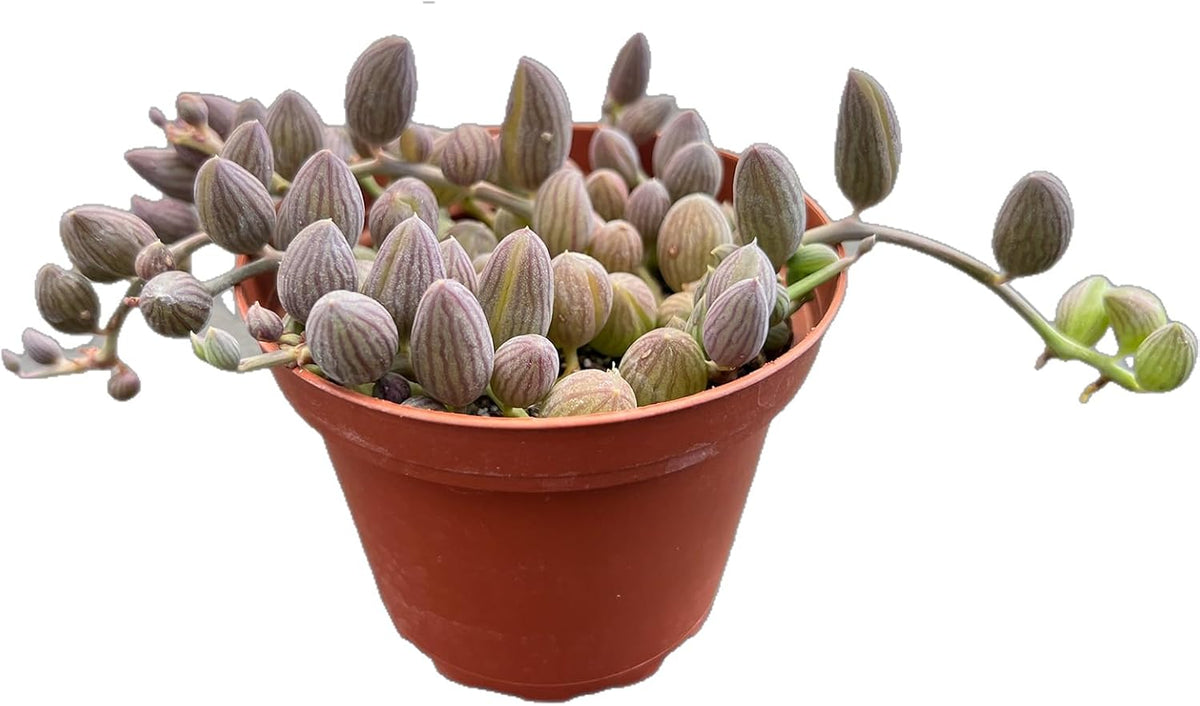 Live Succulents 'String of Watermelons' (4-inch), Succulent Plants Fully Rooted in Pots with Soil