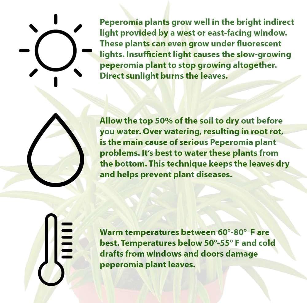 Peperomia Green Bean Live Plant for Indoor | Different Houseplants in 4'' & 6'' Pot | Real House