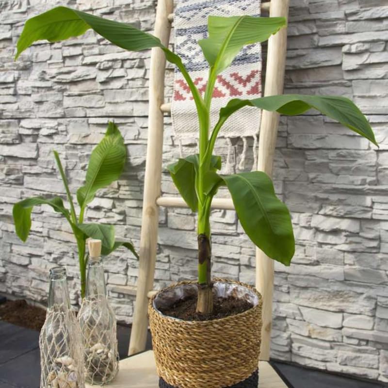 Basjoo Banana Plant Live, 4-6" Tall Well-Rooted for Indoor Tropical Displays, Cold Hardy Banana