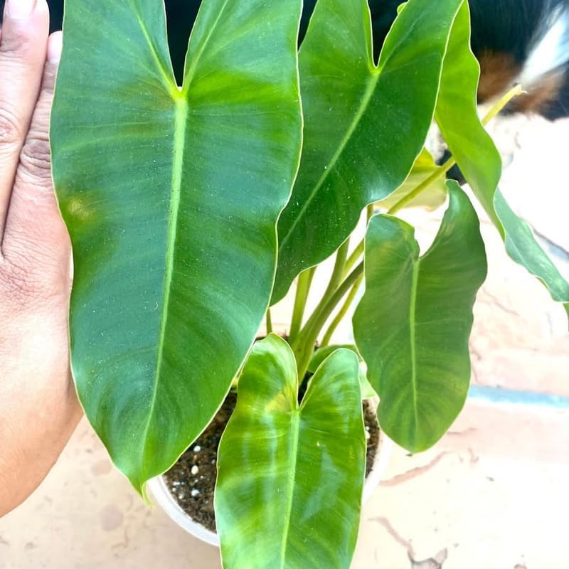2 Green Leaf Philodendron Live Plant 5-9" Tall, Rare Tropical Indoor Houseplant Home Garden