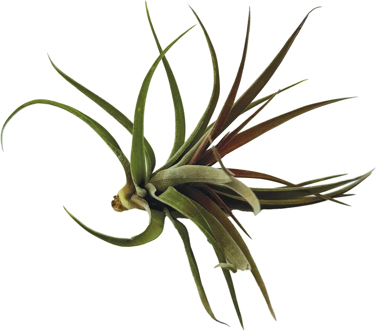 ragnaroc Air Plants - Tillandsia Brachycaulos Abdita, Large 4-6" - 1 ct - Live Arrival Guaranteed