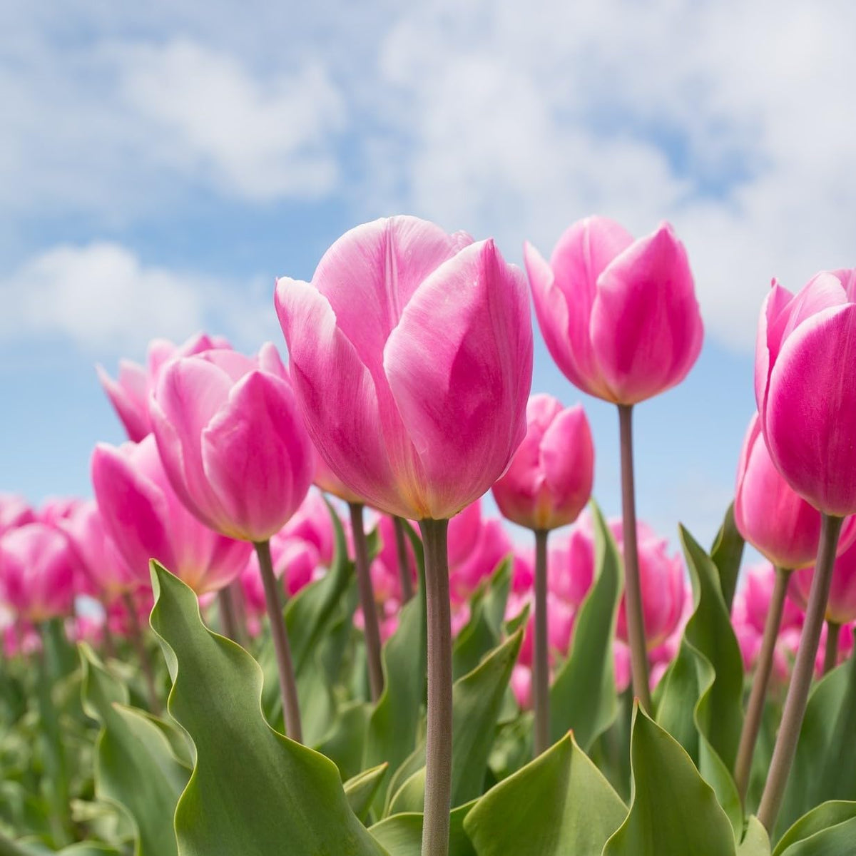Showgirl Pink Tulip Bulbs – Gardener’s Favorite Spring Flowers | 10 Premium Perennial Bulbs for