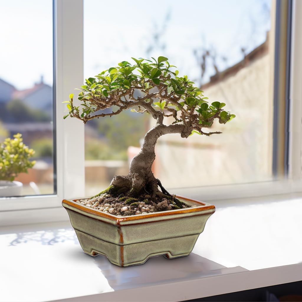 Ceramic Bonsai Pots with Drainage Hole, Set of 2 Rectangular Glazed Bonsai Planters for