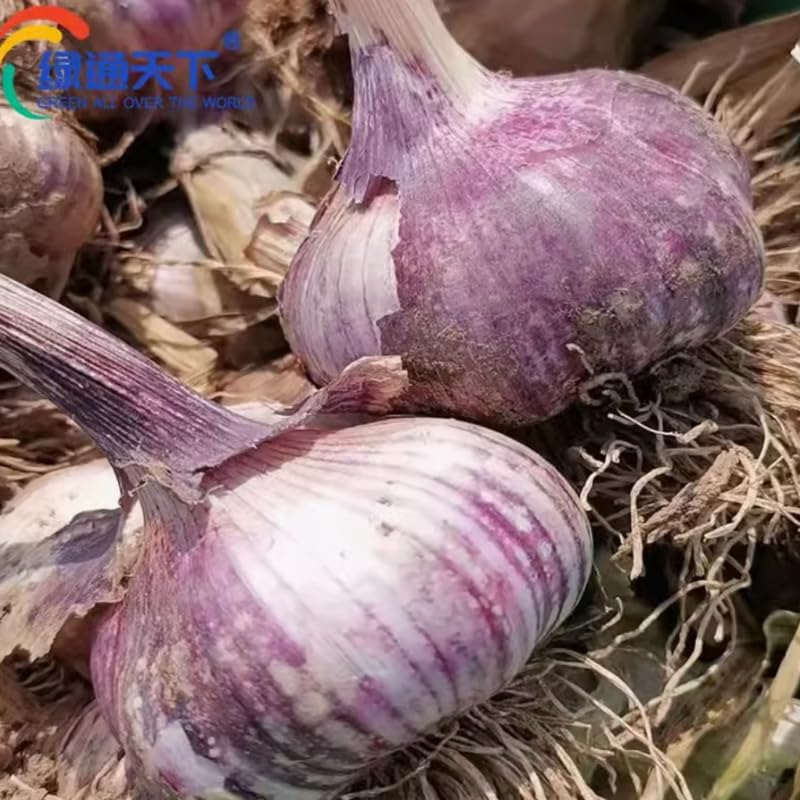 1 Pound Garlic for Planting in Fall Hardneck, 8-10 Purple Garlic Bulbs for Planting, Fresh and High