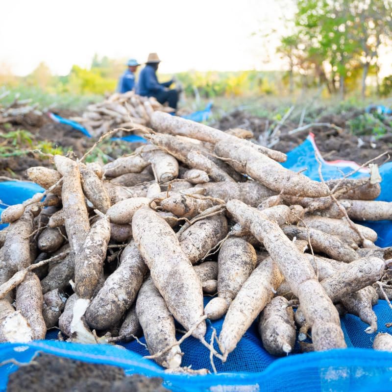 5 Cassava Cuttings for Planting, Cassava Plant Live Cuttings, 6 to 8 Inches Tall