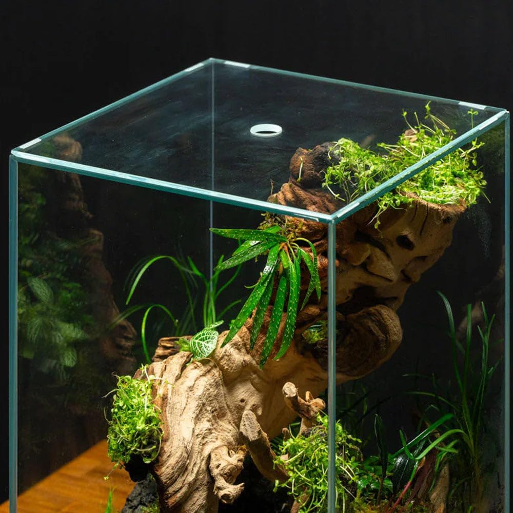 SubstrateSource Live Jungle Plant - Homalomena sp. 'Sub-Hasei' - Moderate Care, Low to Medium