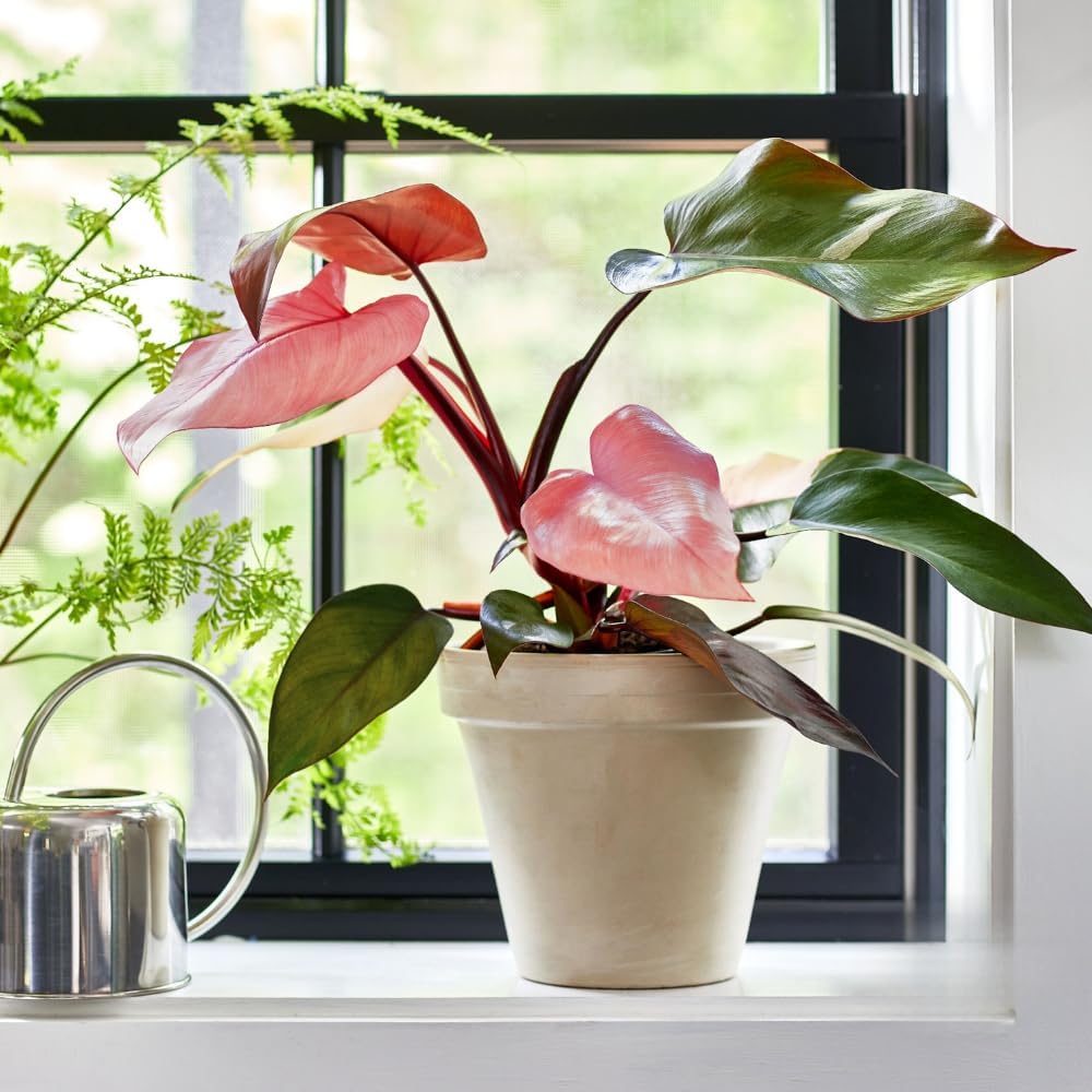 2 Philodendron Live Plant 5-9" Tall, Rare Tropical Indoor Houseplant Home Garden (Mix Rare