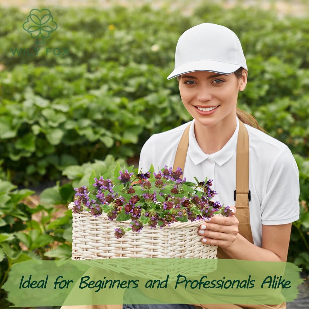 Premium Prunella Vulgaris Seeds - 700+ Non-GMO Self Heal Herb Seeds for Planting - Heirloom