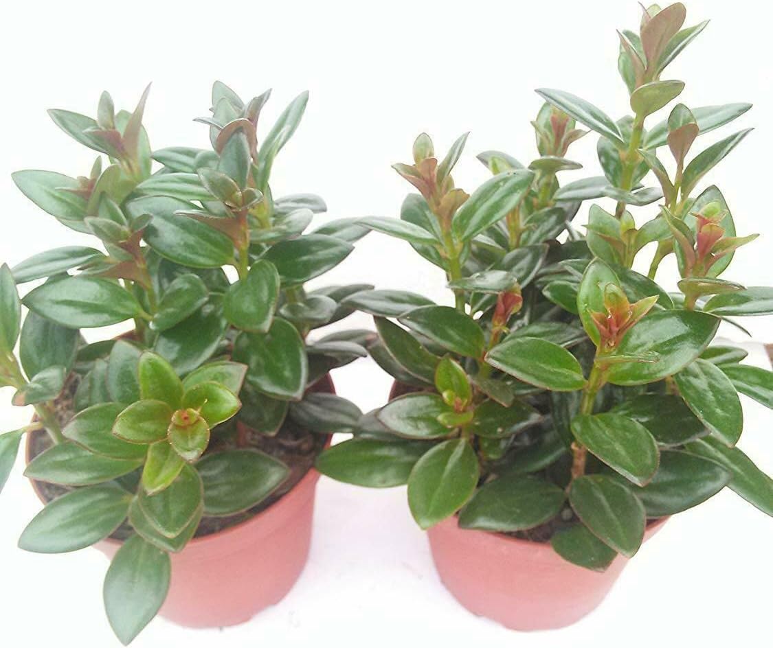*Two Goldfish Plant - 4" Pot - Blooms Constantly