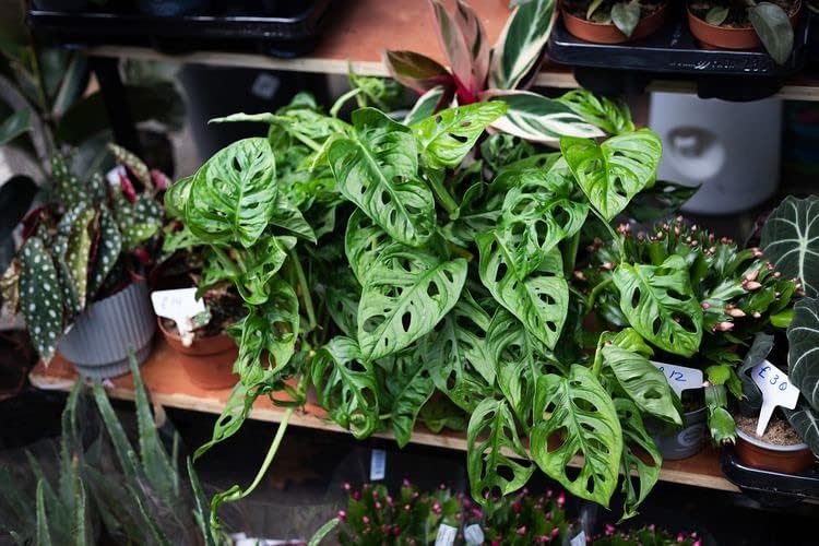 GARDENERA Organic Potting Soil for Tomato Plants - 1 Quart - Hand-Mixed with Natural Ingredients