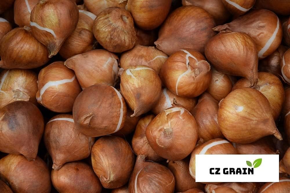 Peggy Wonder Double Late Tulip Bulbs for Planting - Easy to Grow Perennial Tulips (20 Bulbs)