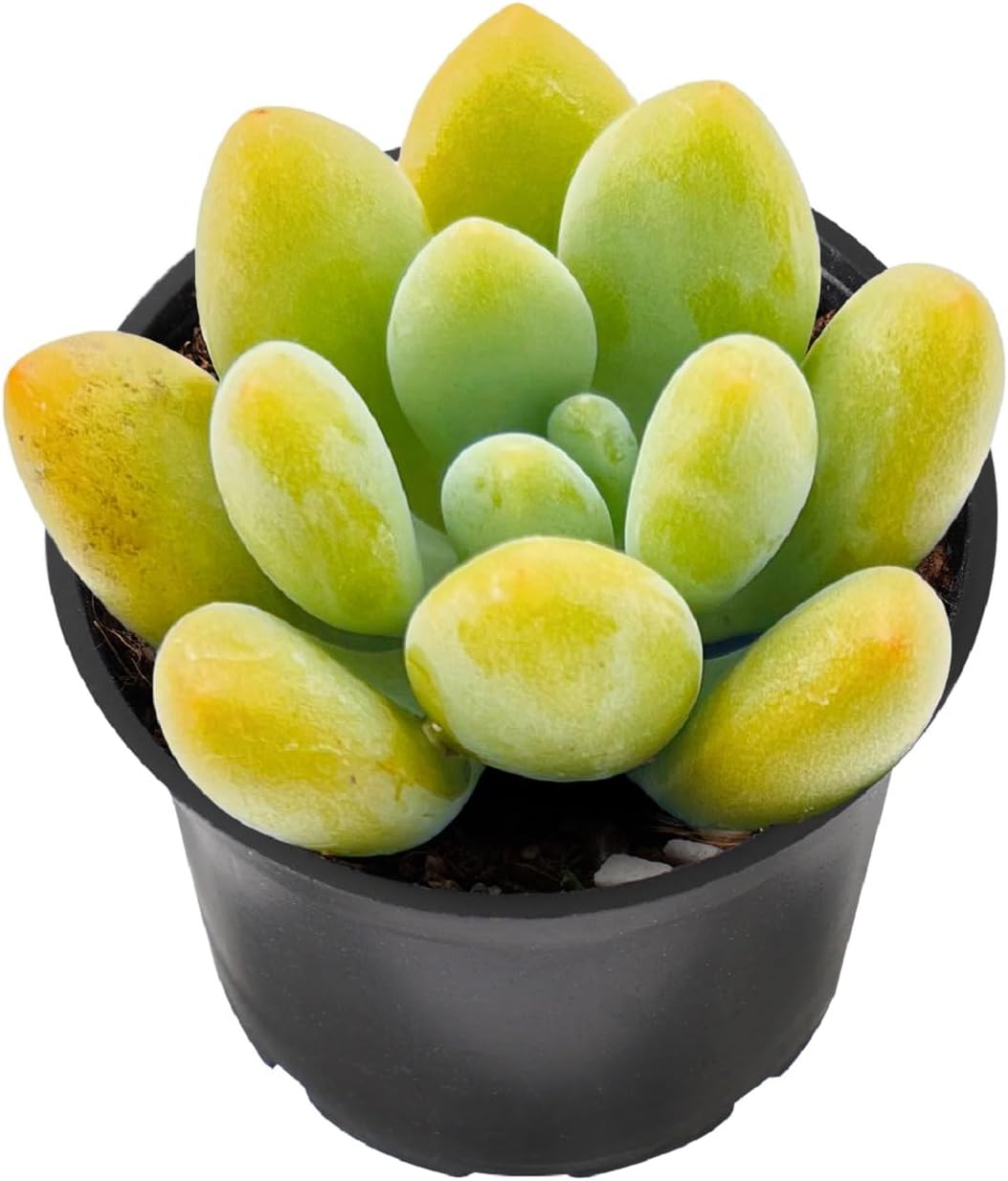 2" Rare Succulent Graptosedum Miul, Live Succulents Plants Fully Rooted in Grower Pots, Unique Gift