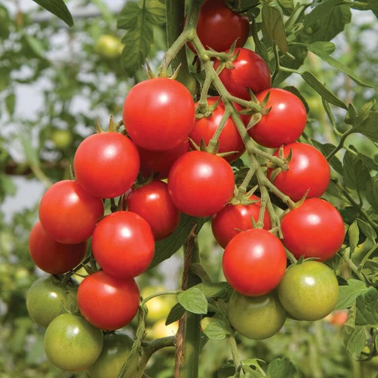 Tomato Seeds Variety Pack – 4 Heirloom Non-GMO Varieties: Beefsteak, Cherry, San Marzano, Yellow