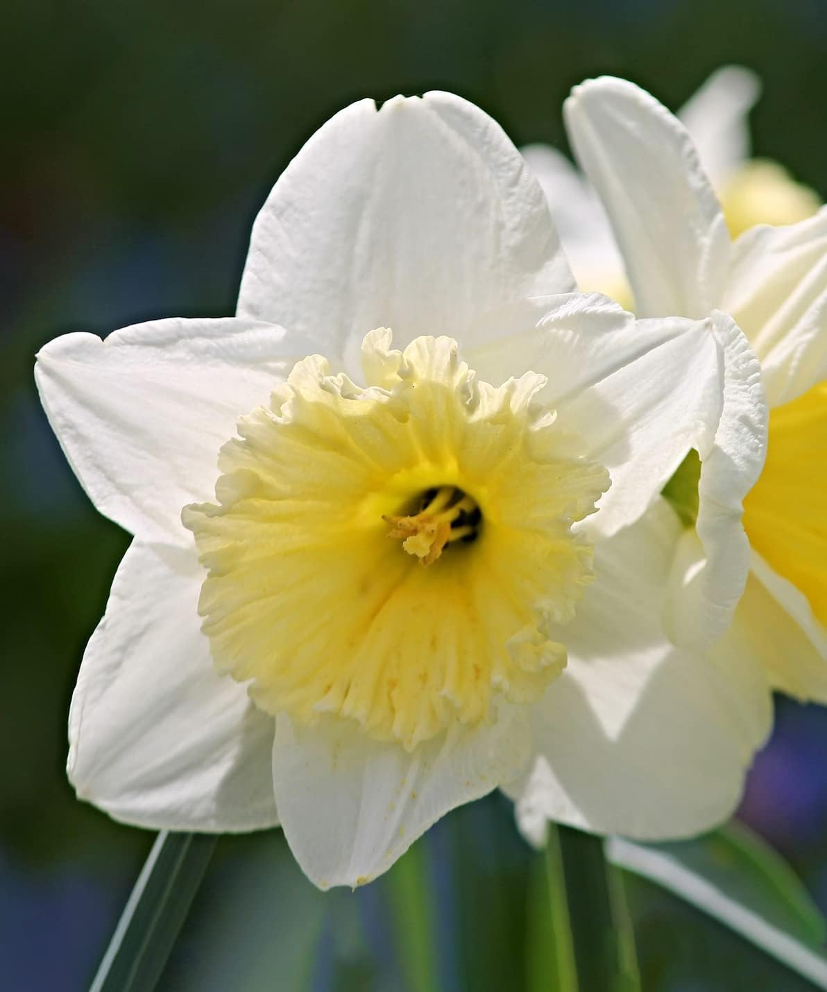 White Lion Daffodil Flowers- 5 Bulbs - Large Narcissus Blooms Crisp White Petals and Ruffled