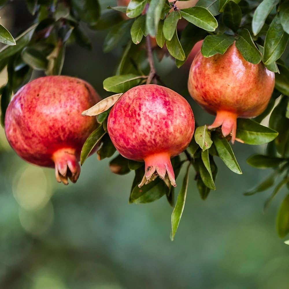 Live Pomegranate 'Wonderful' Plants (Punica Granatum 'Wonderful') - Fruit-Bearing