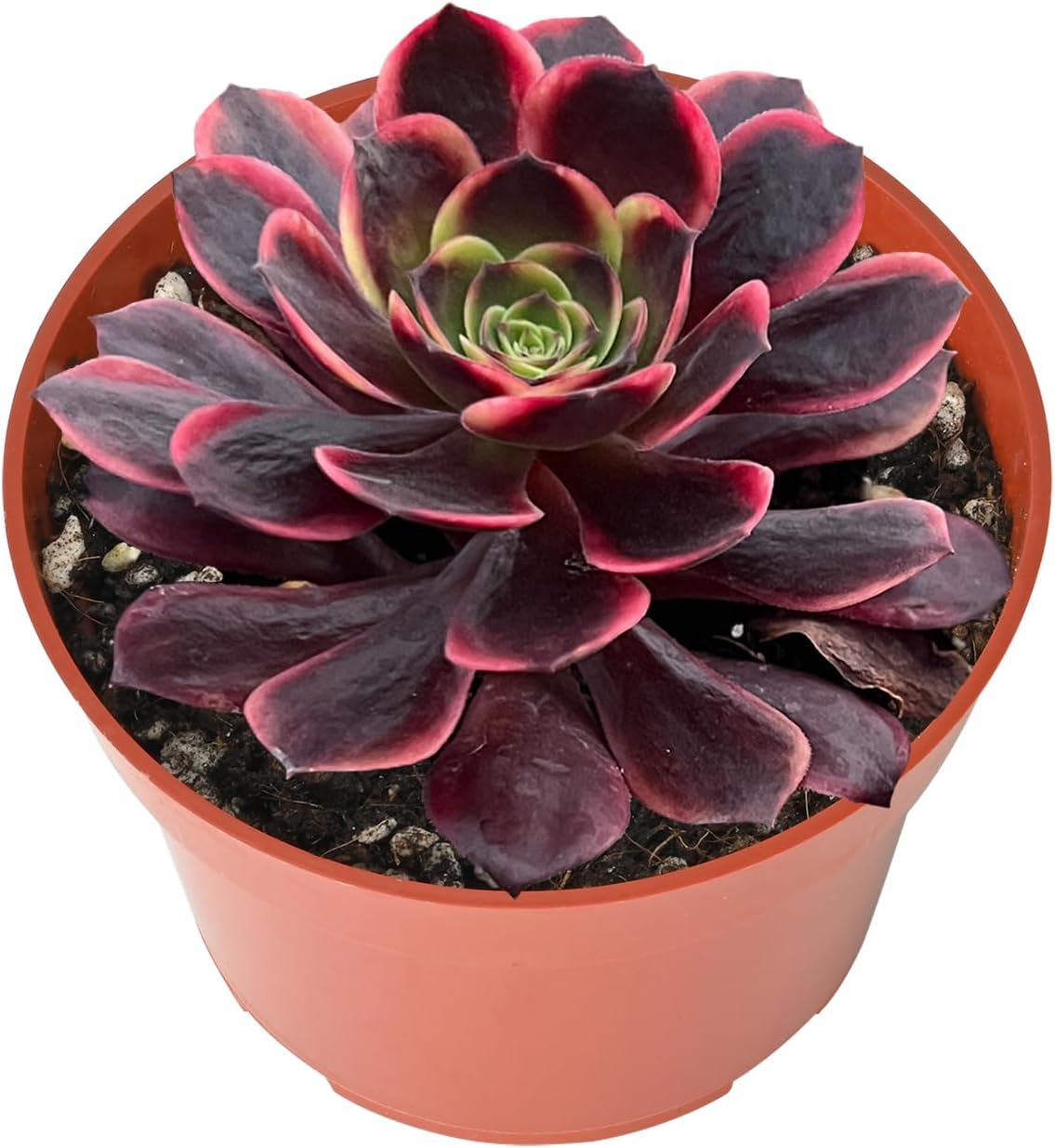 Live Succulents Aeonium 'Superbang' (4-inch), Succulent Plants Fully Rooted in Pots with Soil