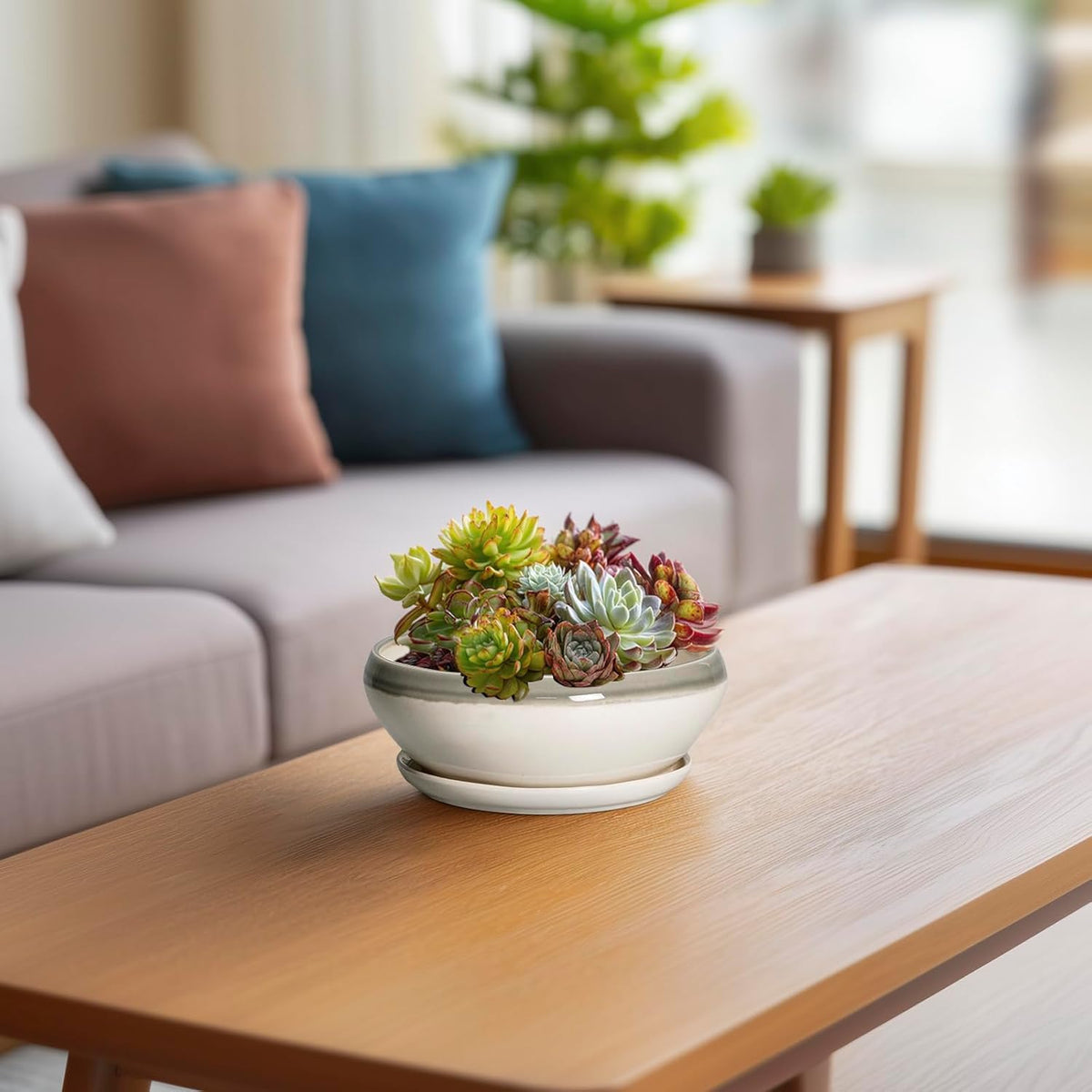 SQOWL Succulent Planters - 6 Inch Ceramic Bonsai Pots, Shallow Planter with Drainage Hole and