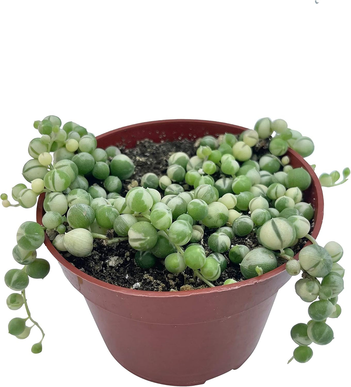 Live Succulent 4" Variegated String of Pearls, Succulents Plants Live, Succulent Plants Fully