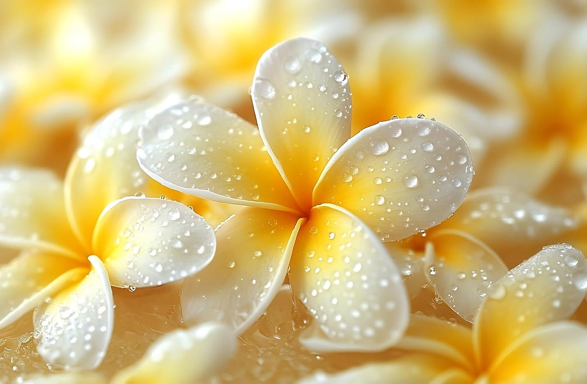 Plumeria Rubra Flowering Shrub Seeds for Planting (5 Rare Seeds) - Rare Perennial Flowers