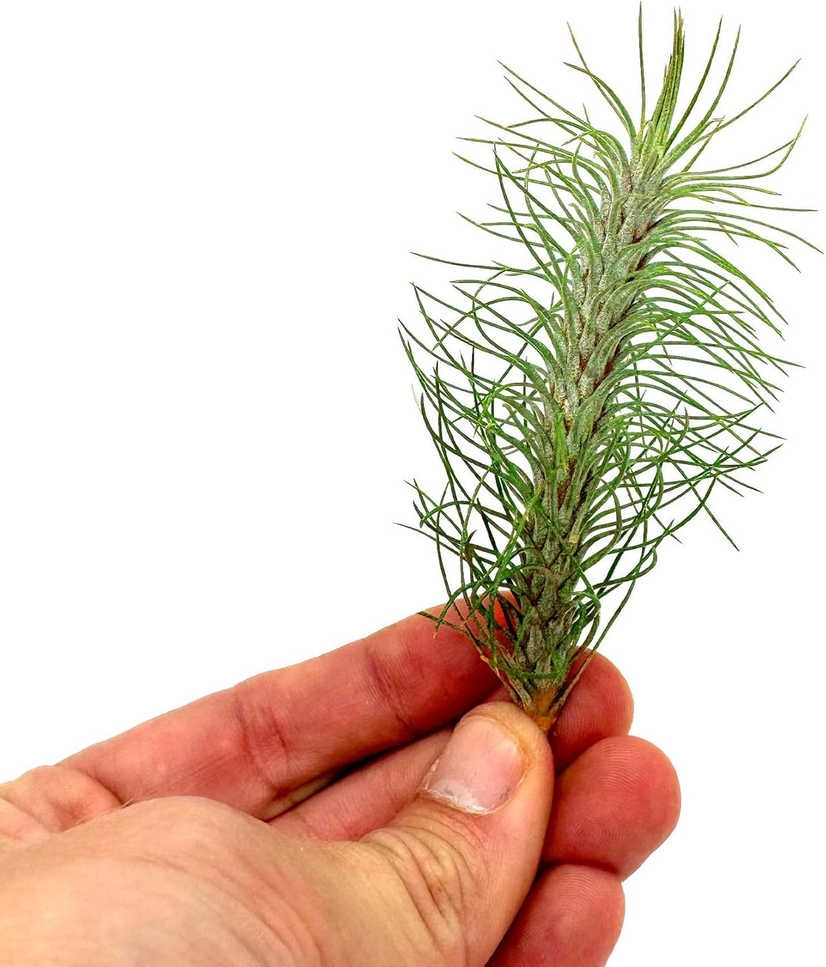 ragnaroc Air Plants - Colombian Tillandsia Funckiana, Large 5" - 5ct - Live Arrival Guaranteed