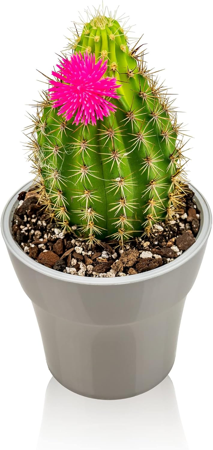 Gardenera Premium Albuca Spiralis Potting Soil Mix - Perfect Balance of Nutrients, Drainage, and