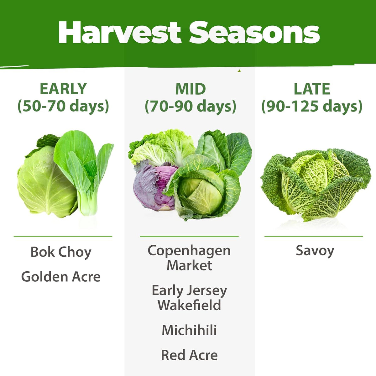 HOME GROWN 7 Cabbage Seeds for Planting - 2000+ Heirloom π‘π’π‘-ππ π’ π¨π¦π Seeds - Golden