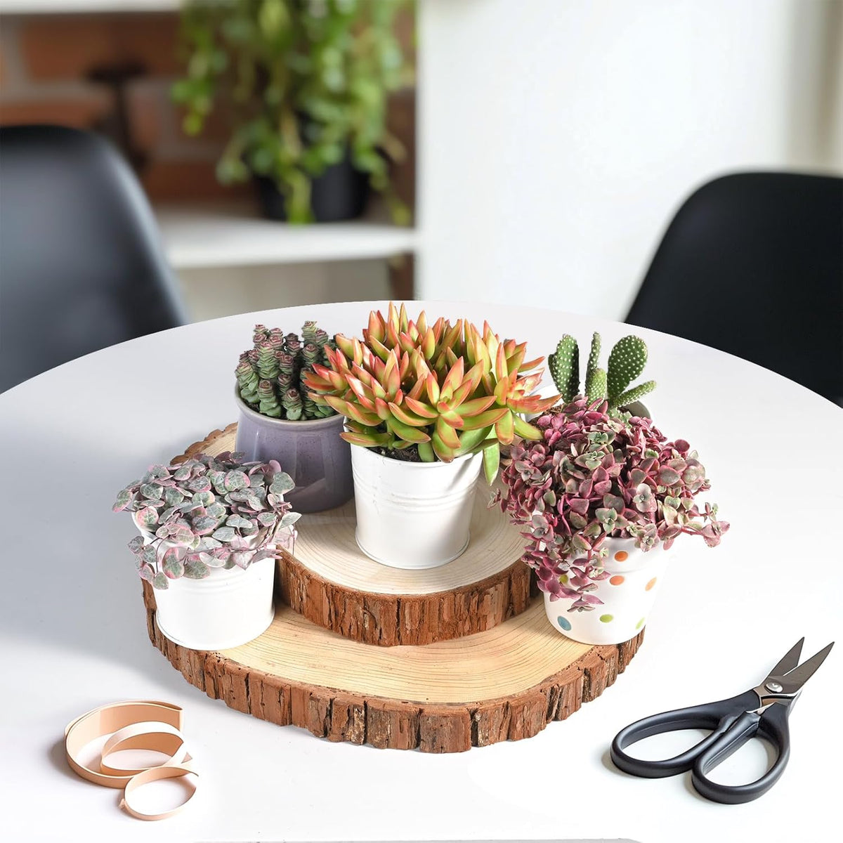 Live Succulents 'Crassula pellucida SSP' (4-inch), Succulent Plants Fully Rooted in Pots with Soil