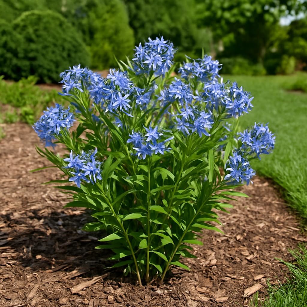 Perennial Farm Amsonia X 'Blue Ice' – Live Perennial in #1 Container, Clusters of Deep Blue