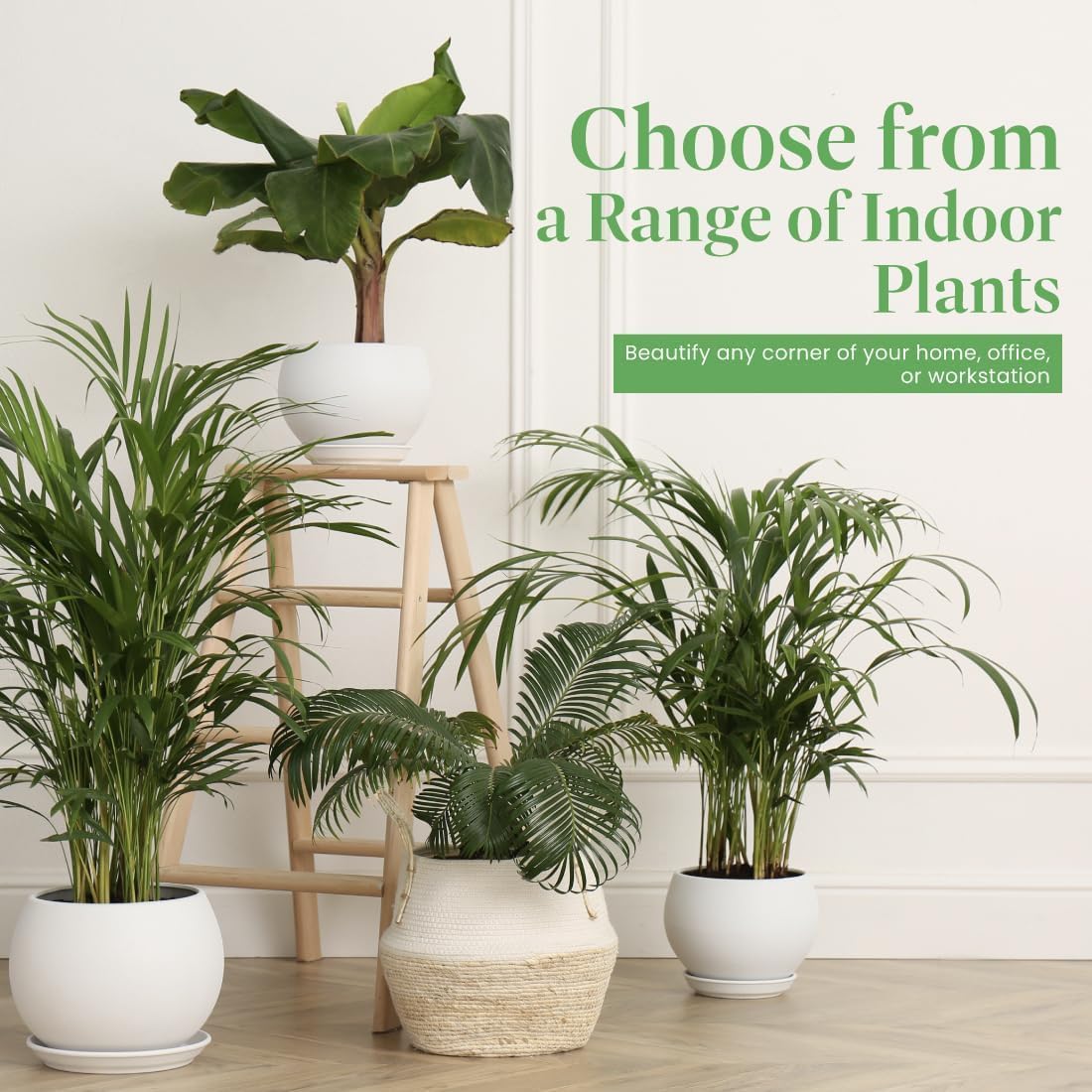 American Plant Exchange Areca Palm – Live 4-Inch 3-Pack, Easy-Care Tropical Houseplants with Lush