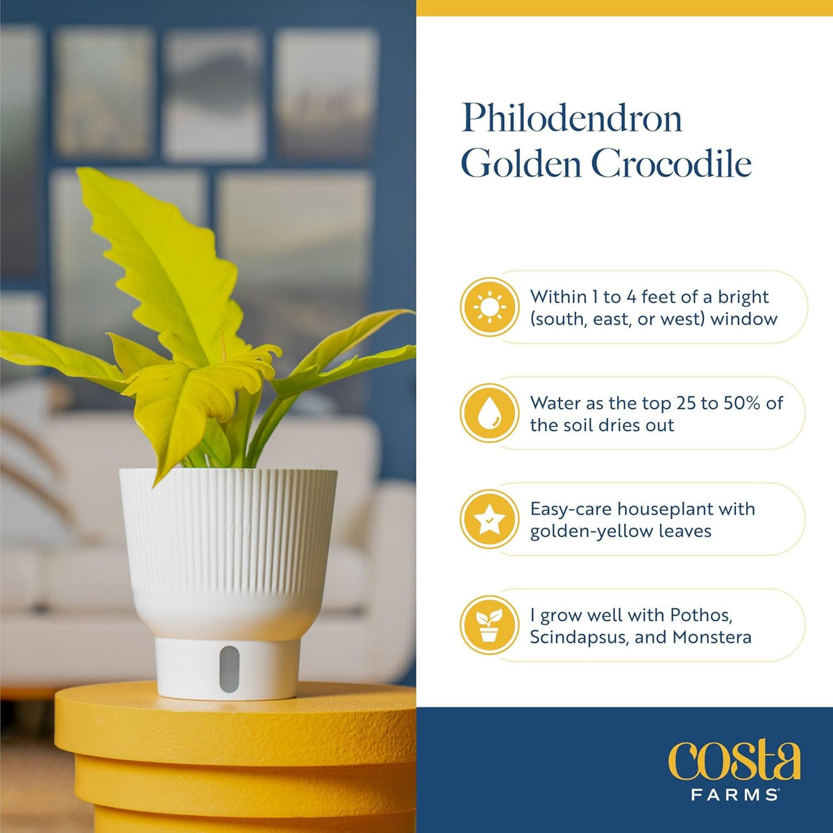 Costa Farms Philodendron Golden Crocodile, Rare Unique Live Indoor Plant in 6-Inch Self-Watering