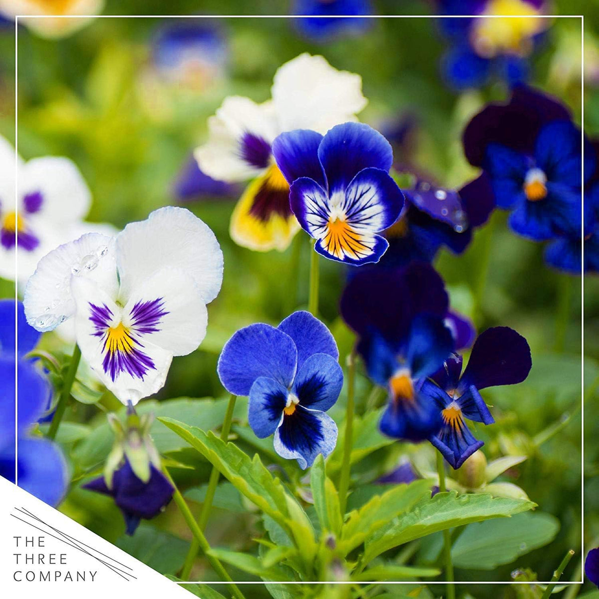 Live Healthy Flowering Pansies - Assorted Colors (4 Plants Per Pack), Beautiful Fall Color, 6" Tall