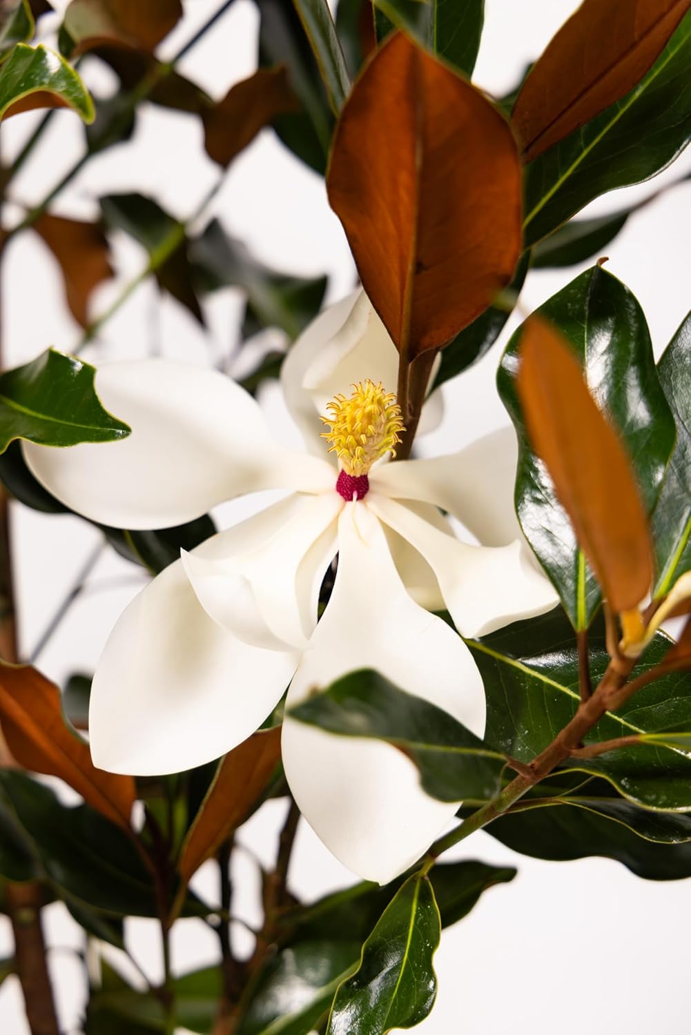 Southern Magnolia Sympathy Gift Tree by The Magnolia Company - Get Beautiful and Fragrant Flowers
