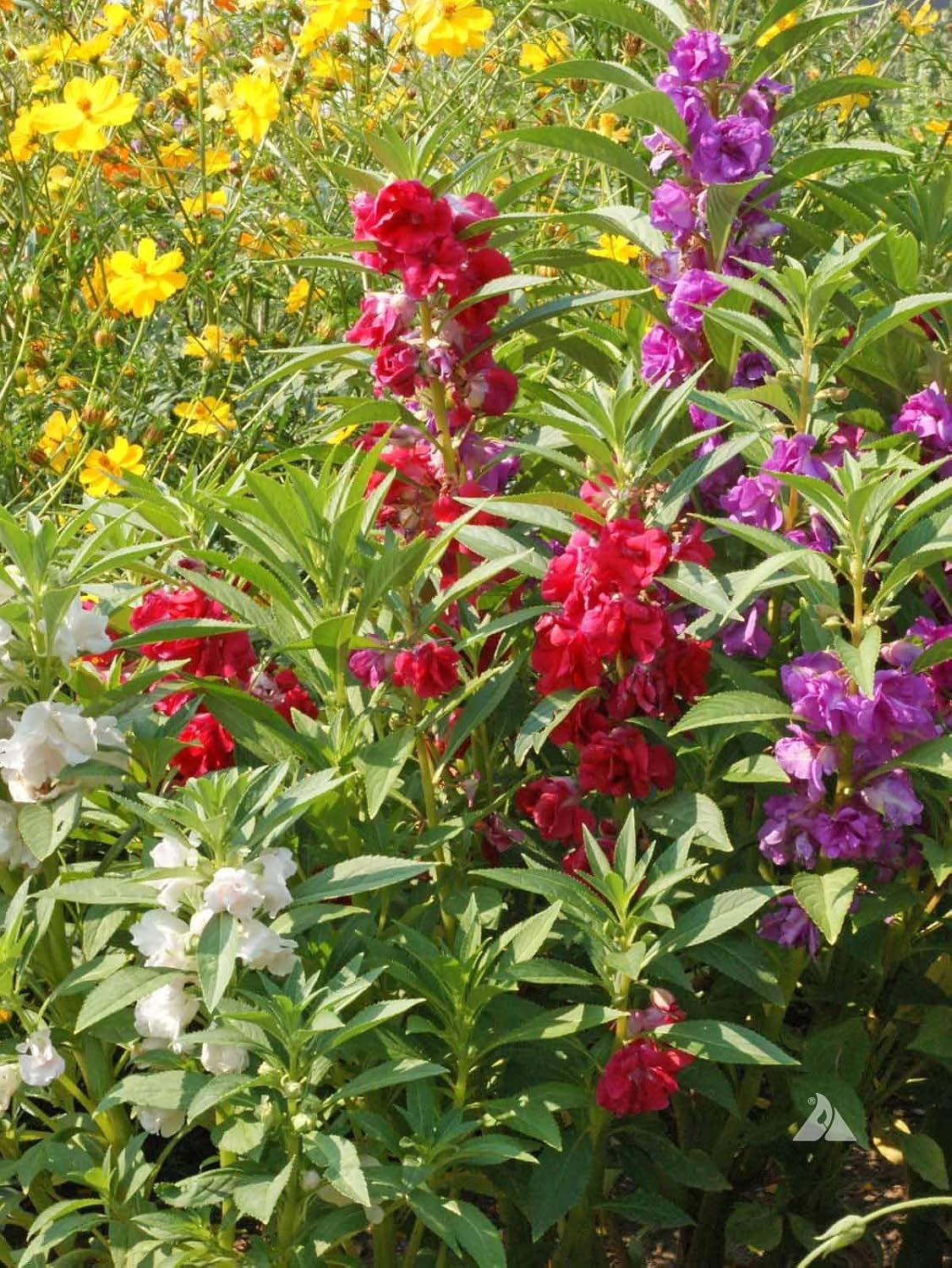 Gardenera Premium Balsam Camellia Potting Soil Mix - Perfect Balance of Nutrients, Drainage, and