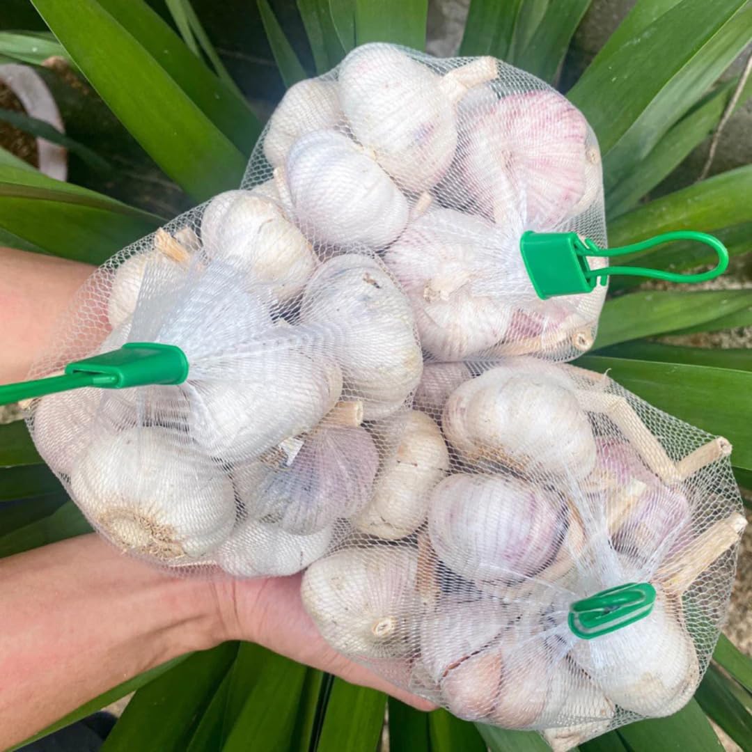 1 Pound Hard Neck Garlic for Planting in Fall, Big Garlic Bulb for Planting, Fresh and High Yield